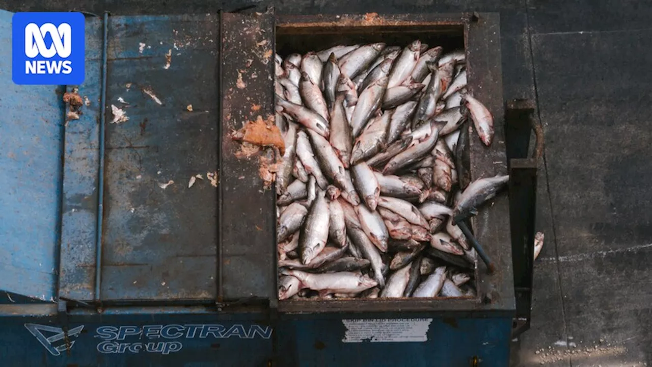 Tasmanian salmon industry reeling from largest-ever fish deaths event as EPA launches investigation