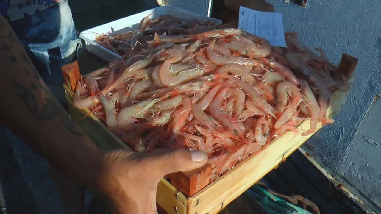 Si pesca di meno, coop di Sciacca chiedono lo stato di calamità