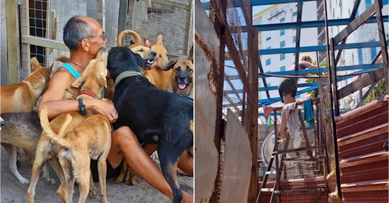 Langkawi Pet Sanctuary Finds New Home After Facing Eviction. Here's How You Can Help