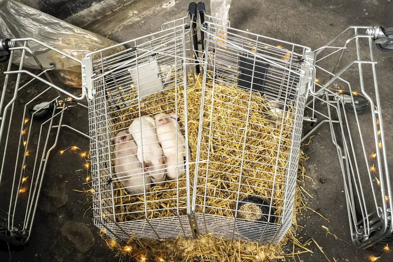 Piglets left to starve as part of a controversial art exhibition have been stolen