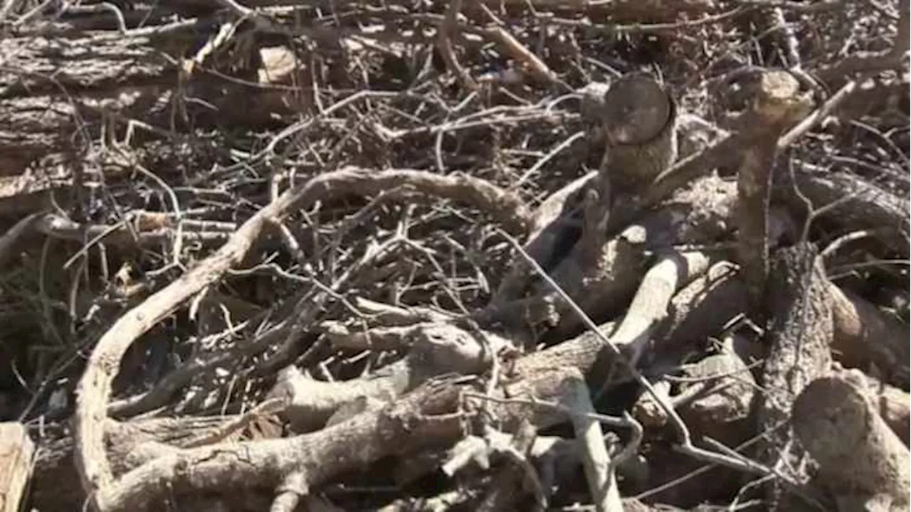 Clearing trees to decrease fire risks requires a permit
