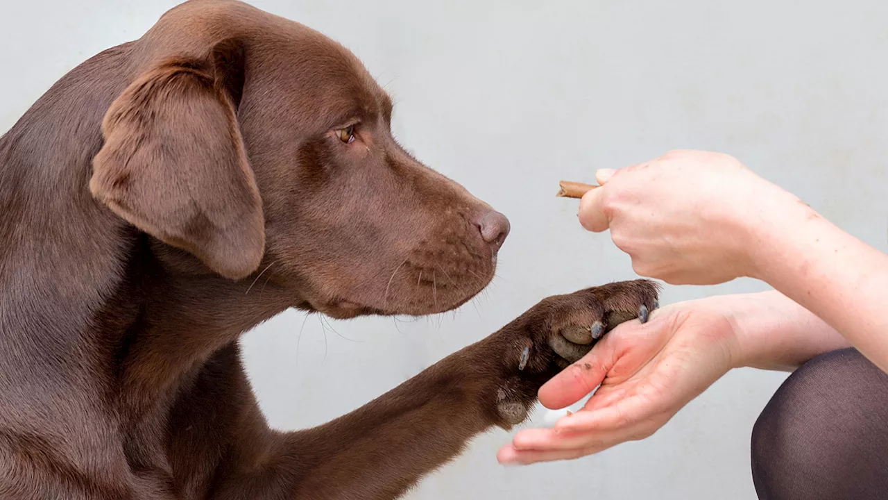 How a Labrador retriever’s genes might affect the dog’s obesity risk