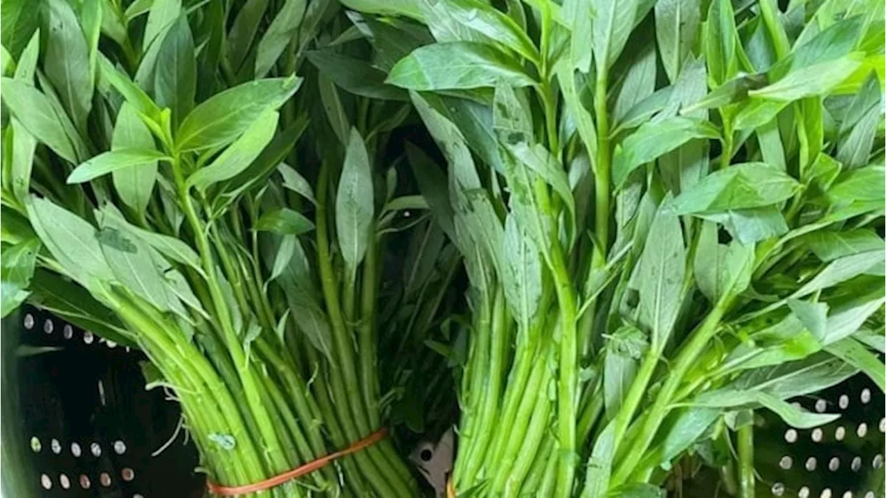 Tips Menyimpan Sayur Kangkung Agar Tetap Segar dan Tahan Lama Hingga Berhari-hari