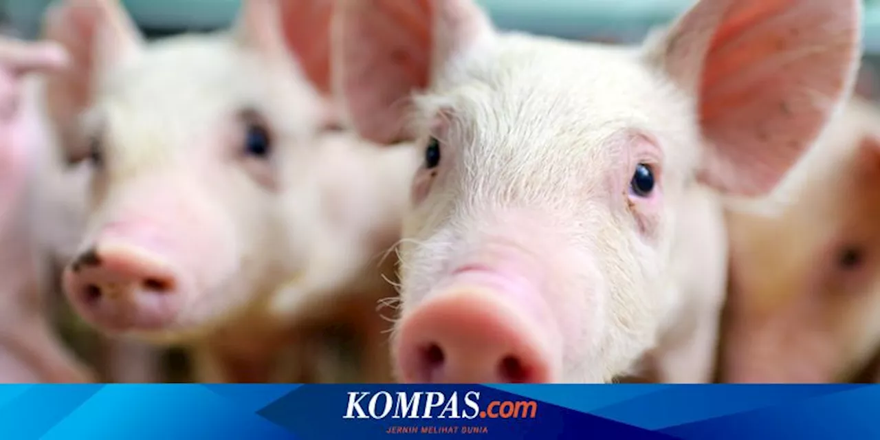5 Hewan Paling Cerdas di Dunia Selain Primata