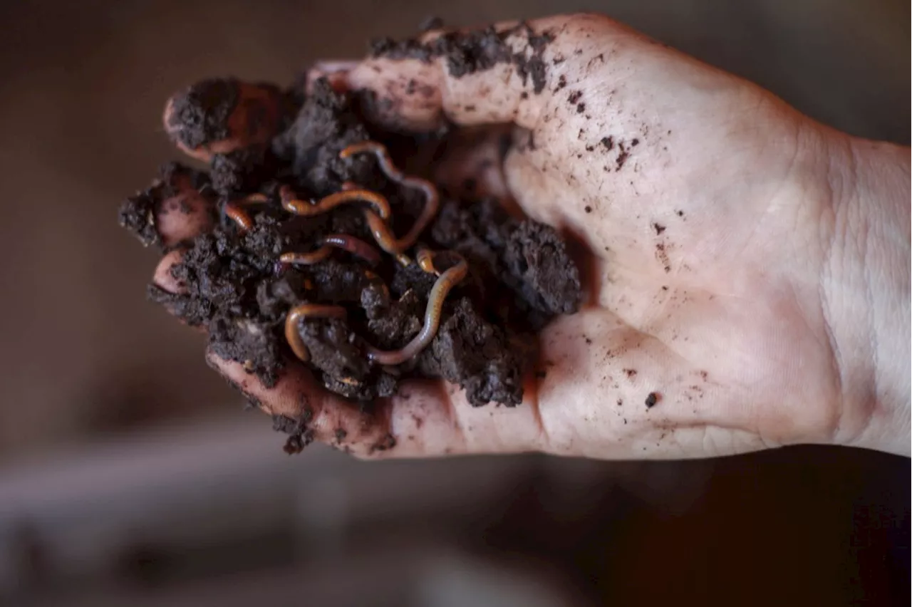 Why worm castings may be the ideal insect control for your fruit trees