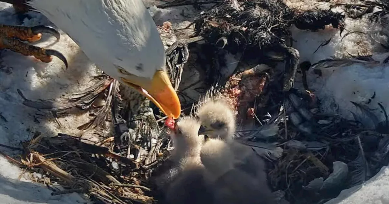 And new baby makes three: Big Bear bald eagles Jackie and Shadow welcome third hatchling