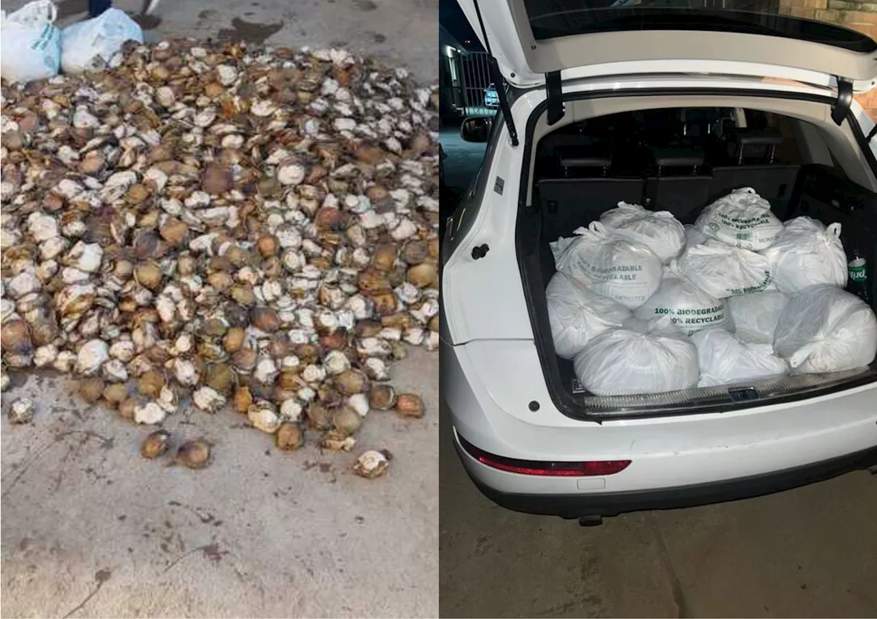 Poachers plunder ocean for abalone worth R1.3 million