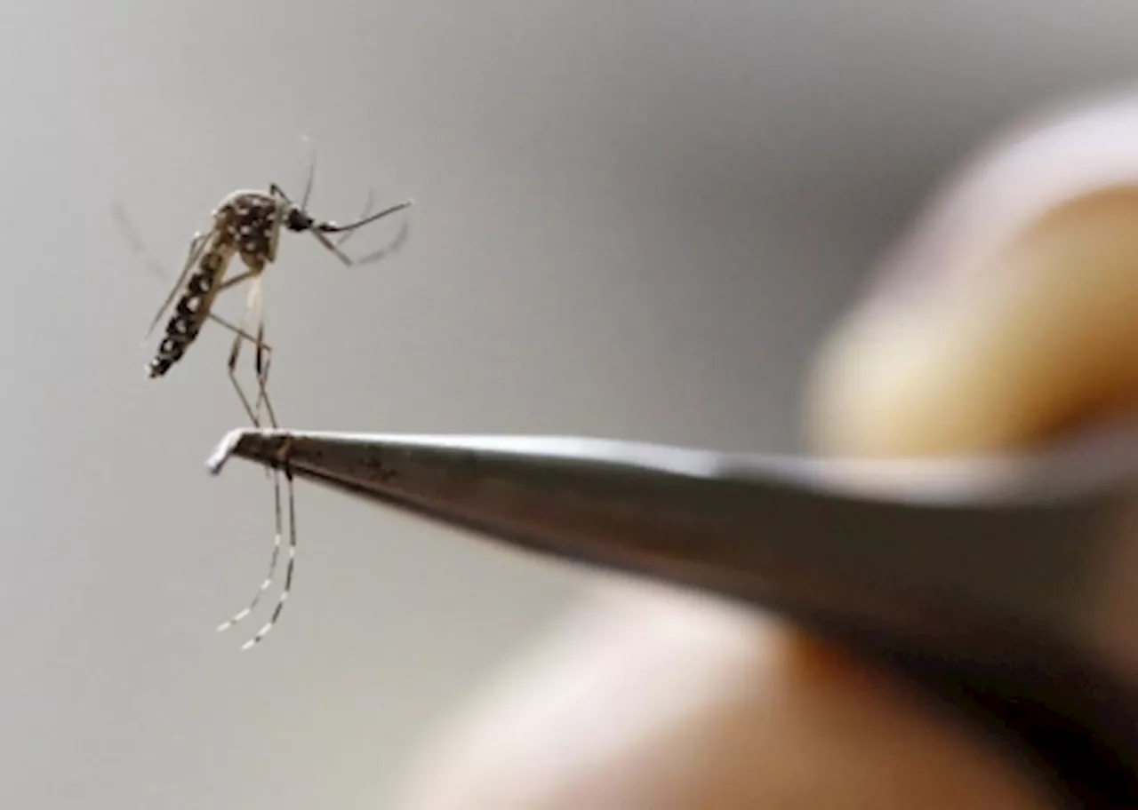 That mosquito buzzing around you might not be as harmless as you think... dengue is still a threat in Malaysia