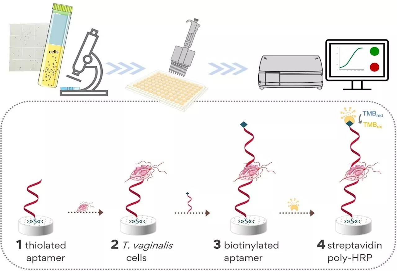 UP biologists develop new method to detect parasite causing sexually transmitted infection