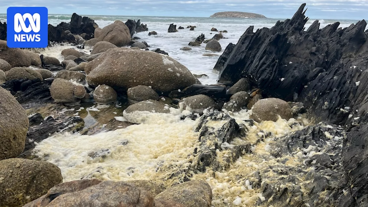 Concerns SA's algal bloom may spread as more dead sea life washes up