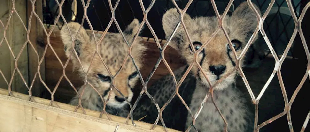 How African cheetahs are trafficked to Middle East