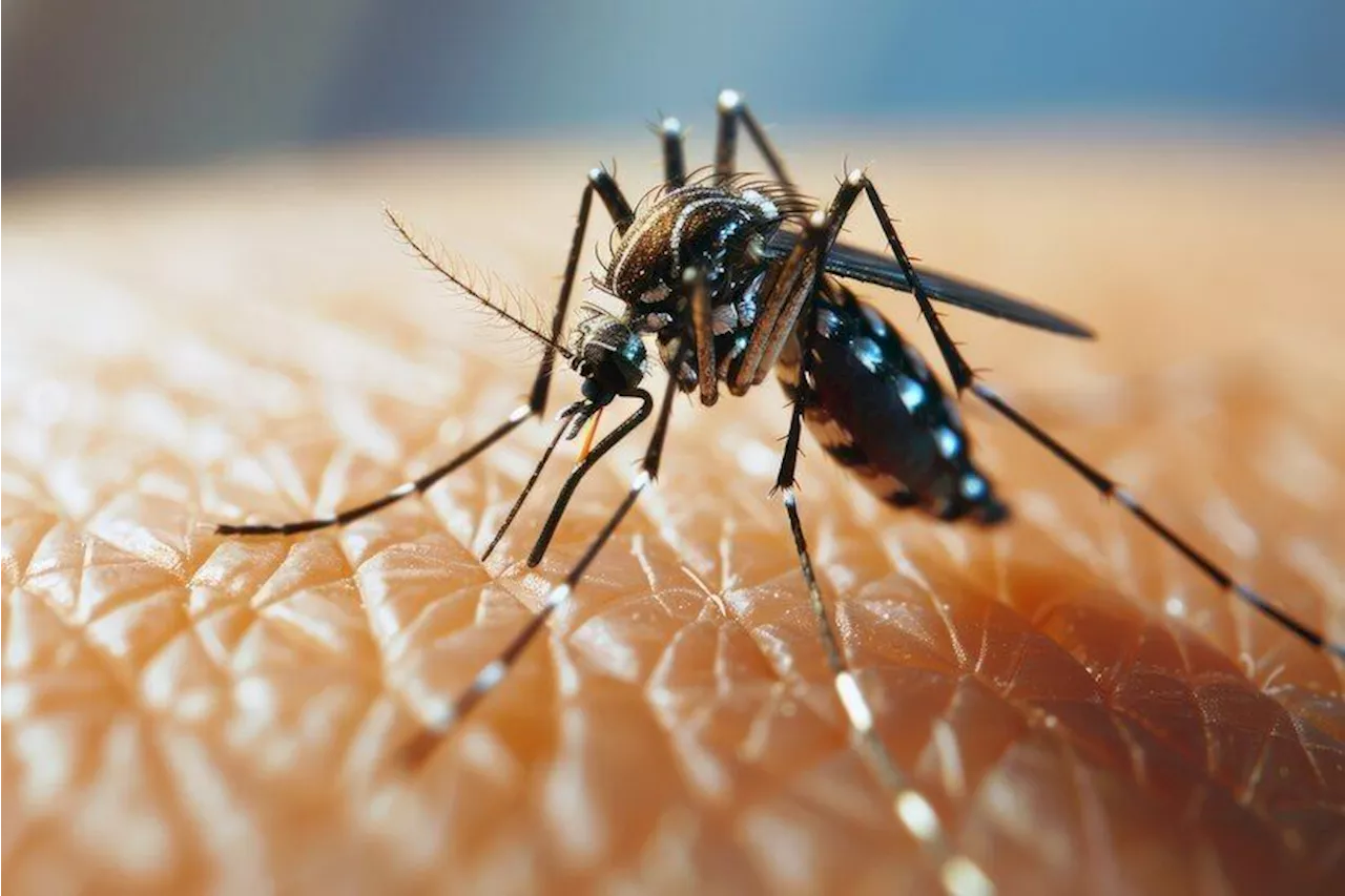 Drop in dengue cases to 1,021