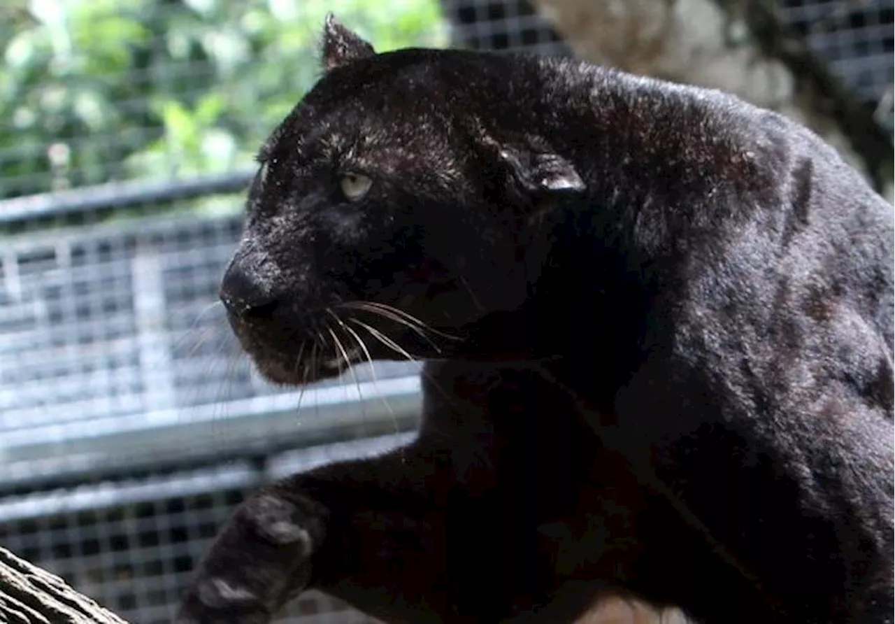 QuickCheck: Was a lorry driver attacked by a black panther in Jelebu?