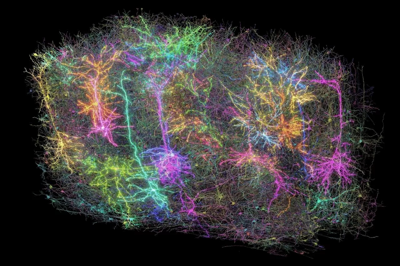 Scientists map part of a mouse's brain—so complex it looks like a galaxy