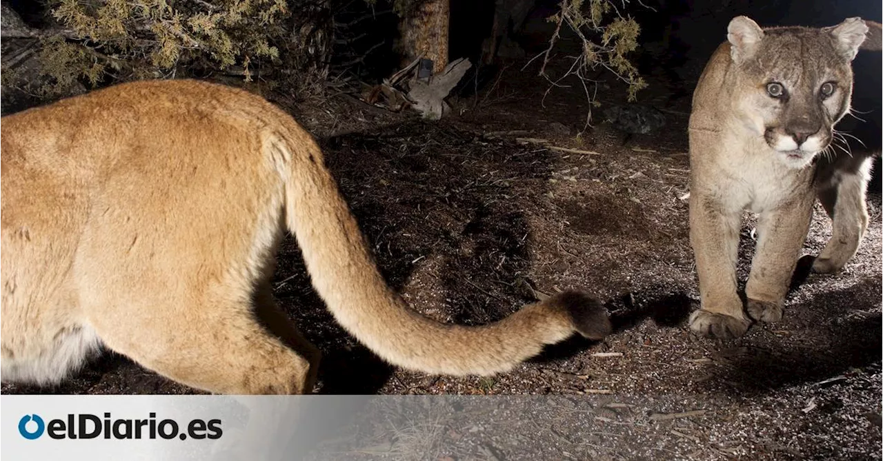El tamaño sí importa cuando lobos, osos y pumas compiten por comida