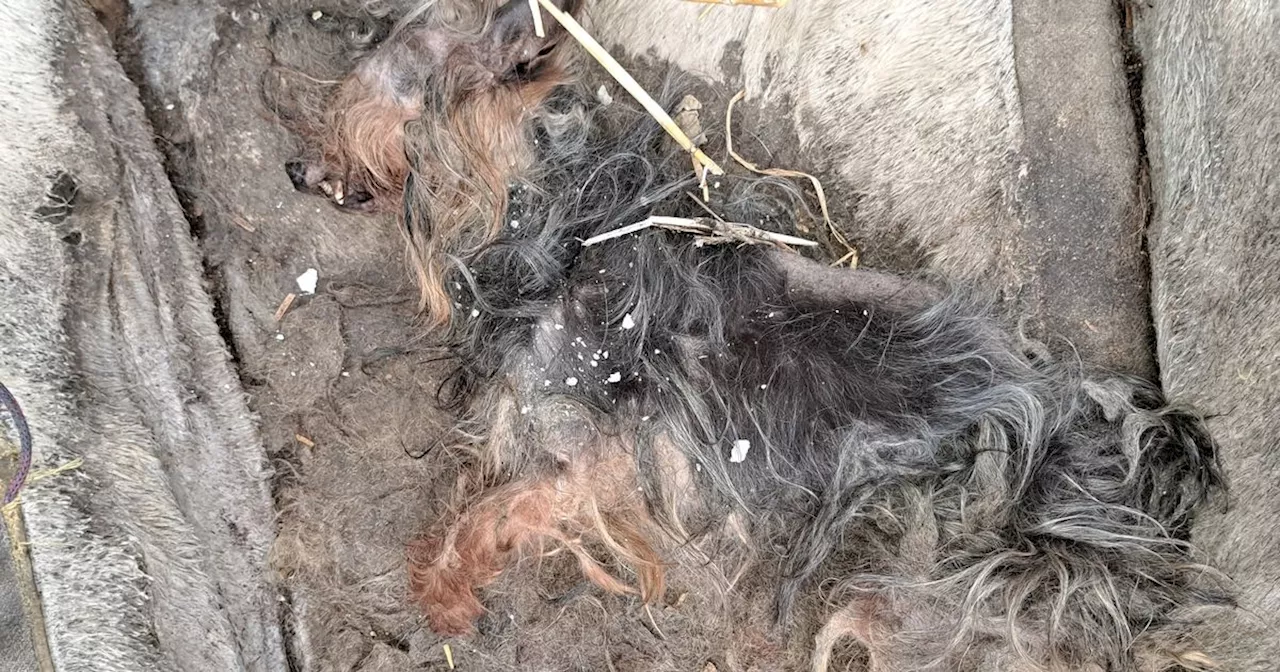 Woman gets lifetime ban from owning dogs after 'shocking suffering' of terriers