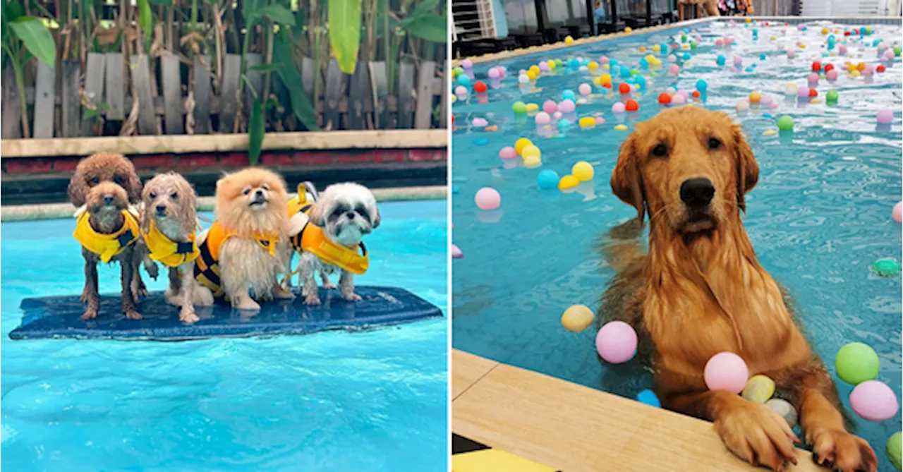 10 Fun Places To Bring Your Pet Swimming In Klang Valley