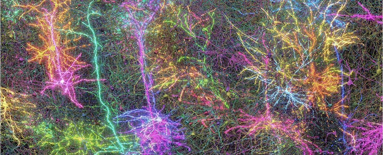 A Tiny Piece of Mouse Brain Has Finally Been Mapped in Mindblowing Detail