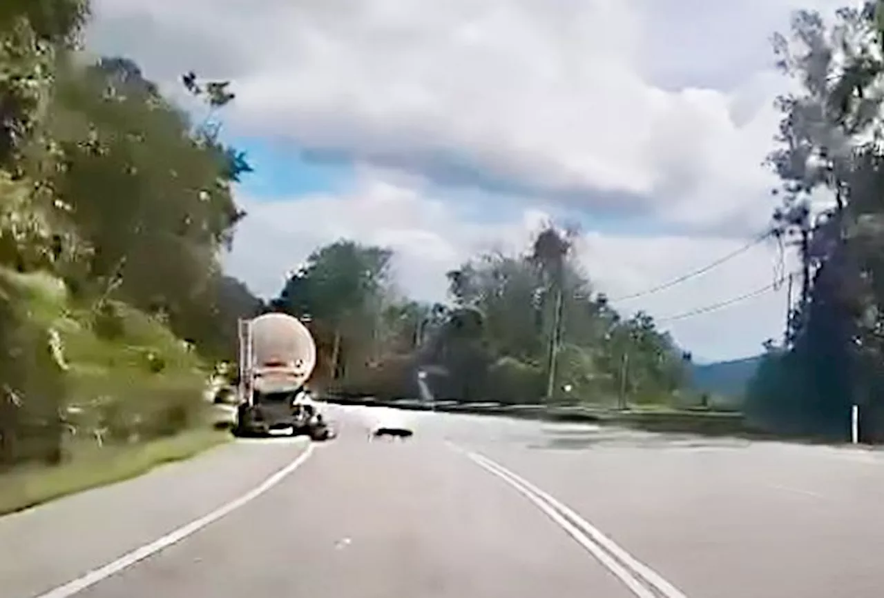 Hungry, protective or just curious: Expert suggests possible reasons for panther attack on lorry driver