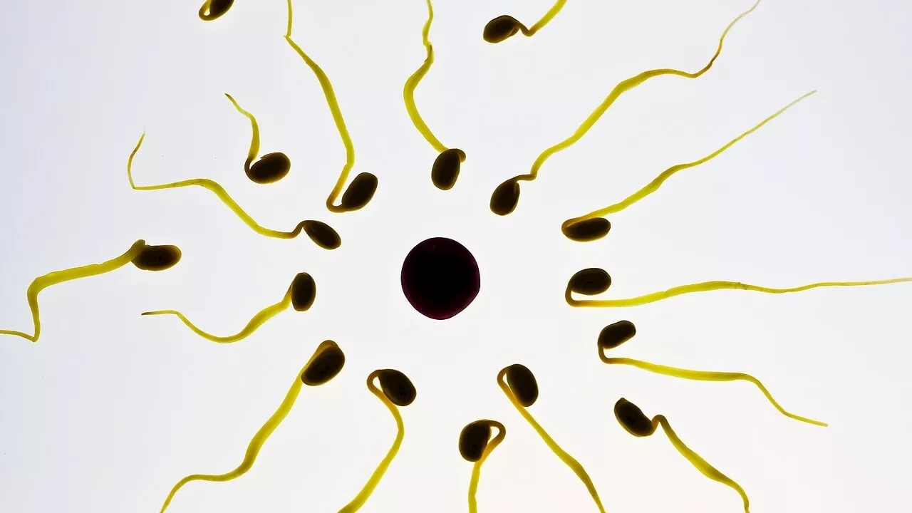 L'infertilità di coppia può nascere anche nell'intestino