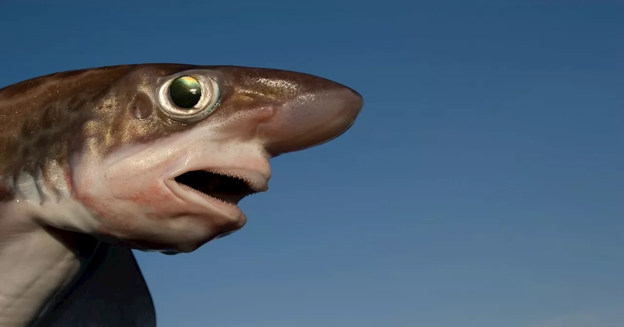 real David Attenborough stuff’: thousands of young sharks discovered off Ireland’s west coast