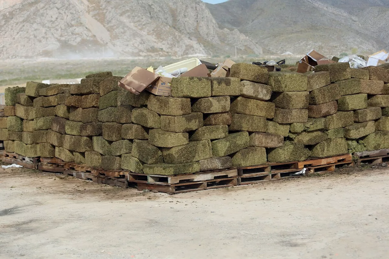Decomisan droga en Coahuila; suman 43 cateos