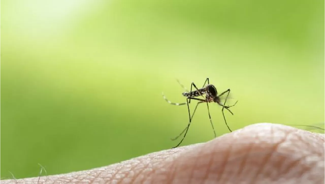 Dengue cases in QC drop by 90% —LGU