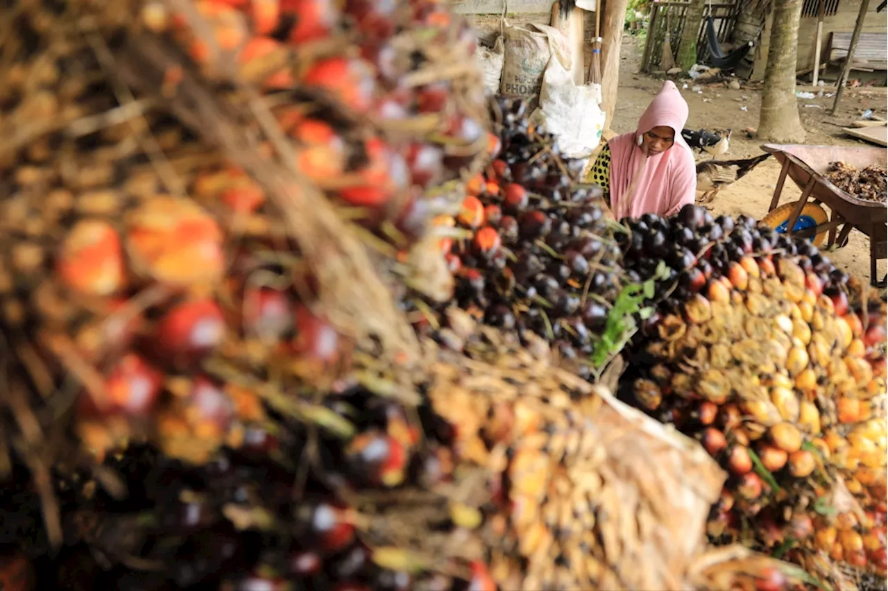 Indonesia rethinks palm oil game as smallholders brace for US tariff fallout