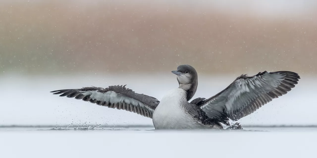 Wildlife Defenders Cheer Restoration of Migratory Bird Protections Gutted Under Trump