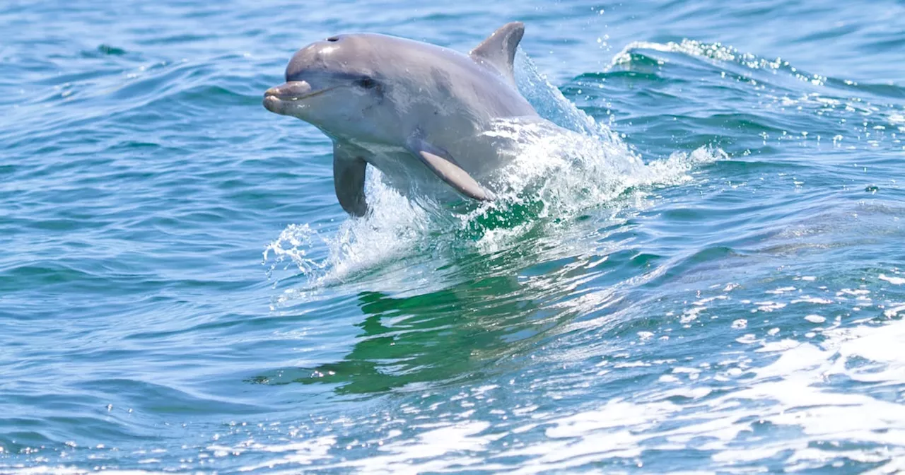 Google develops ‘AI for dolphins’