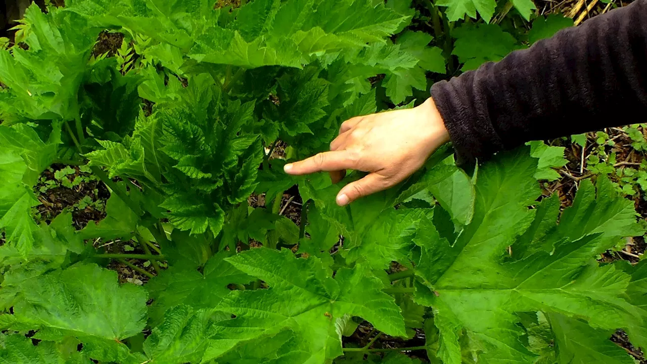 Lingít Word of the Week: Yaana.eit — Wild Celery