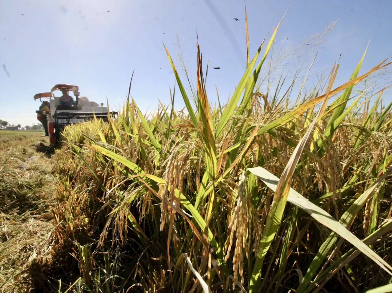 Govt called out over palay price drop