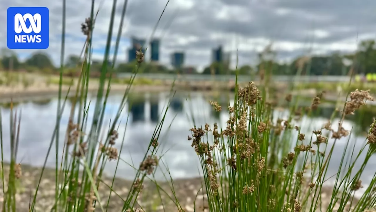 New Canberra wetland to help reduce 'unavoidable pollution' in Lake Ginninderra