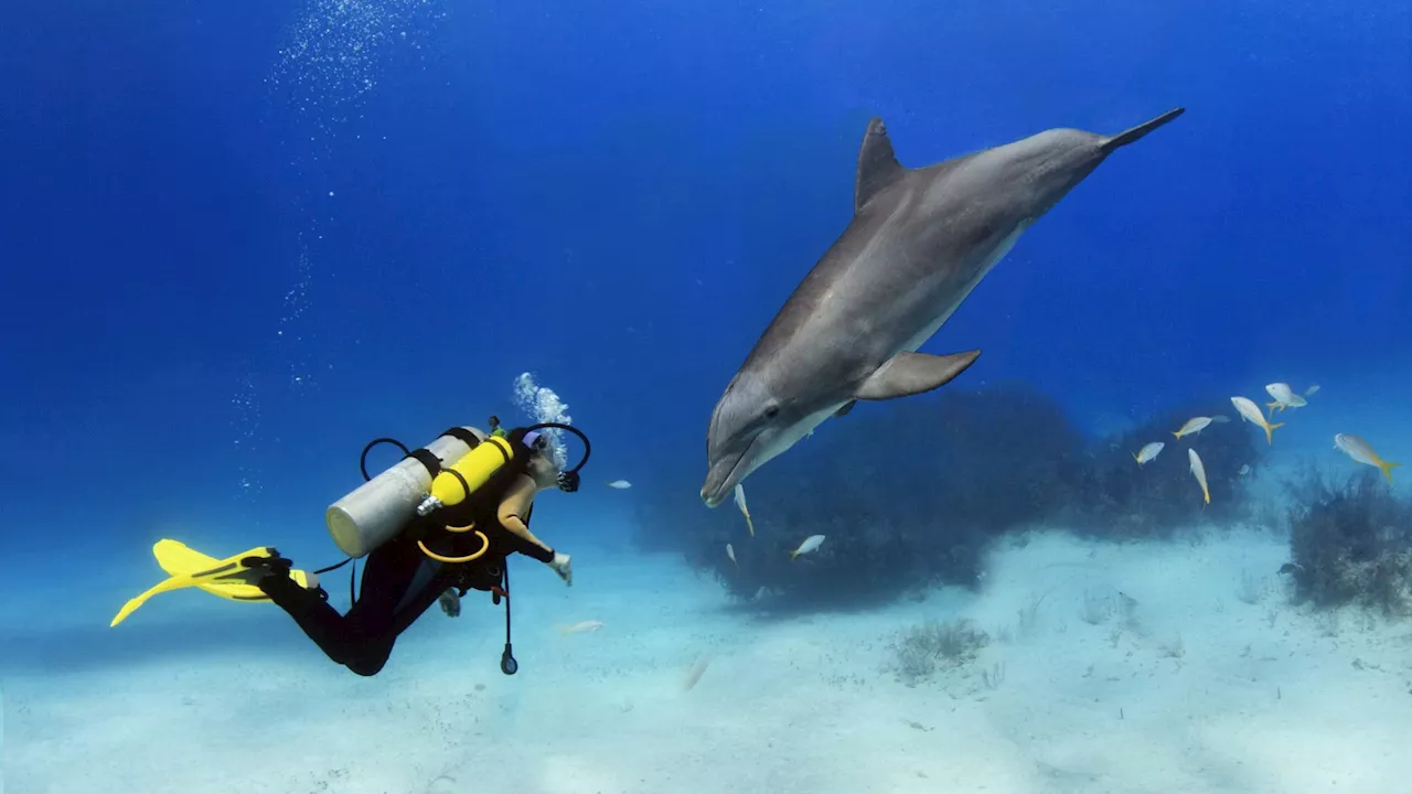 Google’s groundbreaking tech lets humans converse with dolphins in real-time