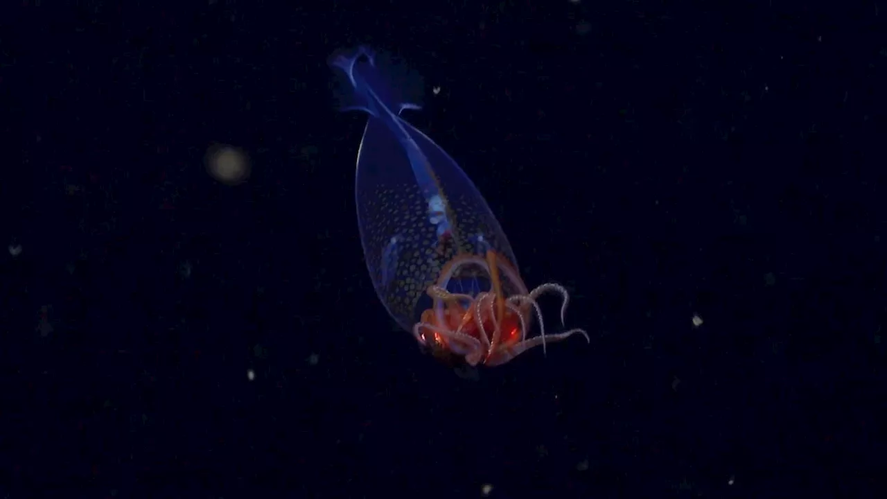 Colossal squid caught on camera for first time in natural habitat