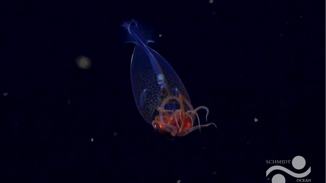 A colossal squid is filmed in its natural habitat for the first time