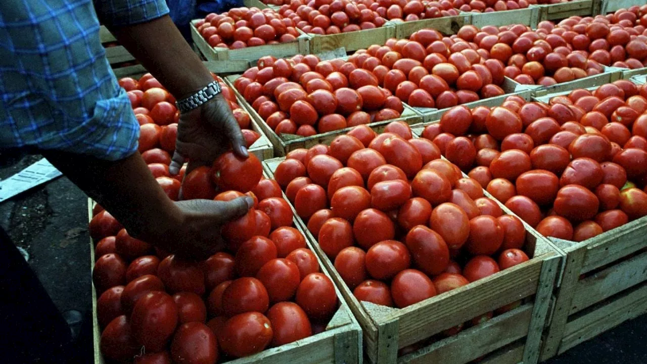 La cátsup será más cara: agricultores advierten que el arancel al jitomate impactará en precios