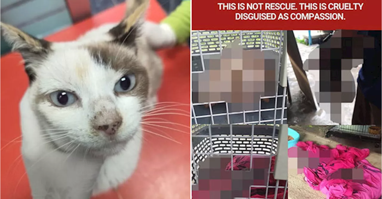 Gombak Shelter Mistreats Cats After Charging RM80 Each For Rescue, NGO Claims