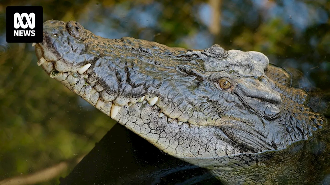 Foreign fishers intercepted after suspected crocodile attack in NT waters