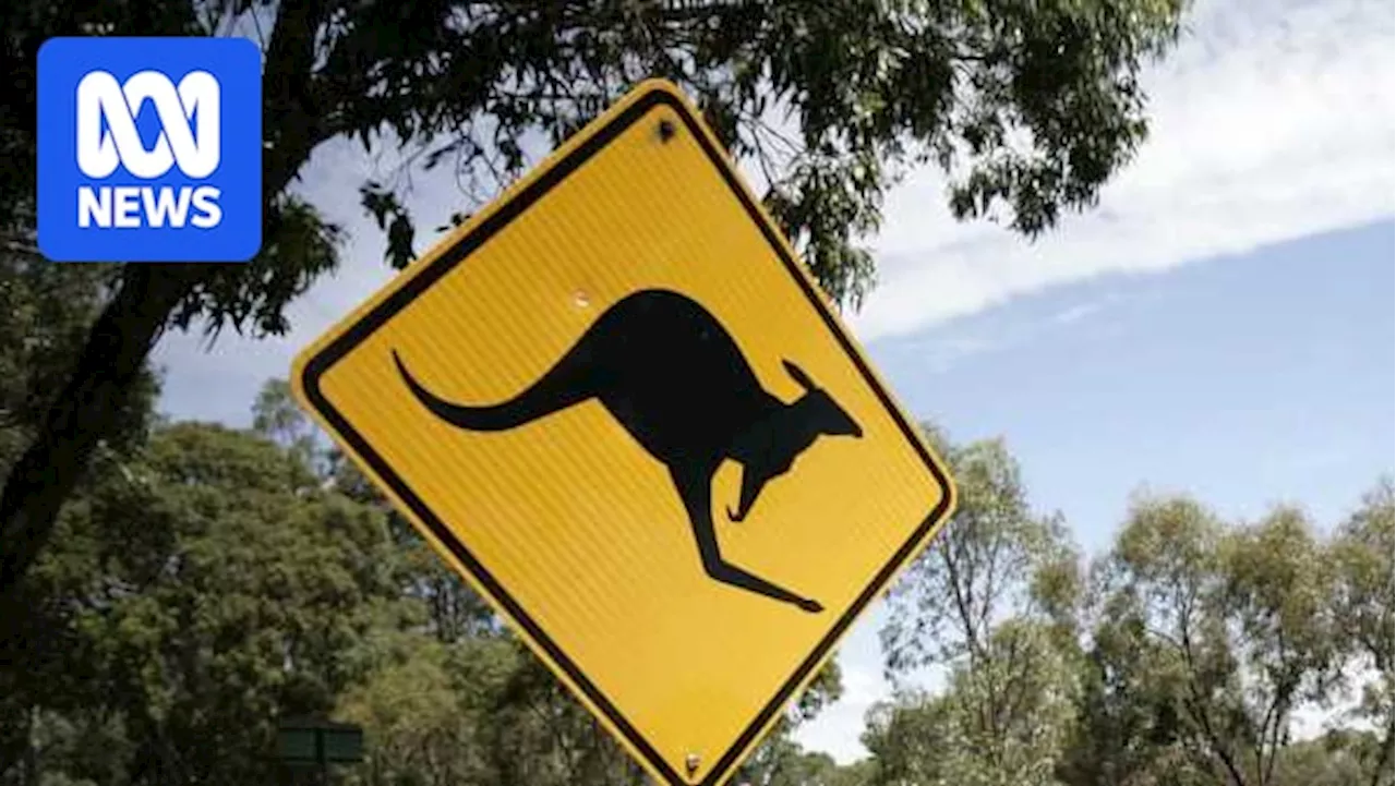Man charged with animal cruelty after kangaroo allegedly dragged by the neck at Bywong