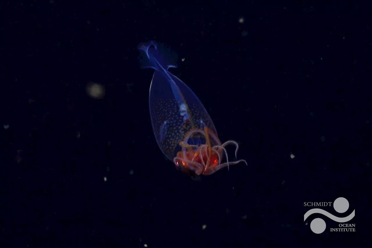 Colossal squid filmed alive in the ocean for first time 100 years after discovery