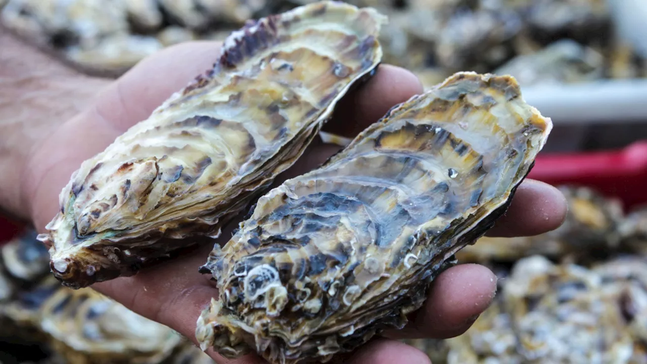 US engineers transform oyster farming with robotic tech that promises 10% yield increase