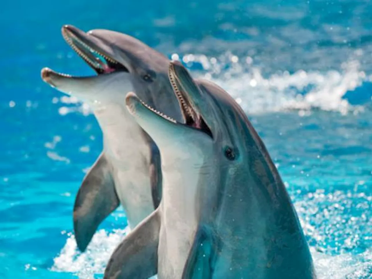 DolphinGemma: el desarrollo de Google con IA para descifrar el lenguaje de los delfines