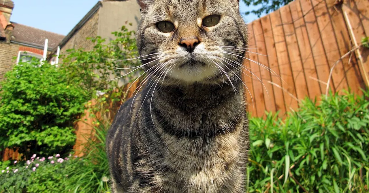 Cats will stay out of your garden if you leave one fruit out