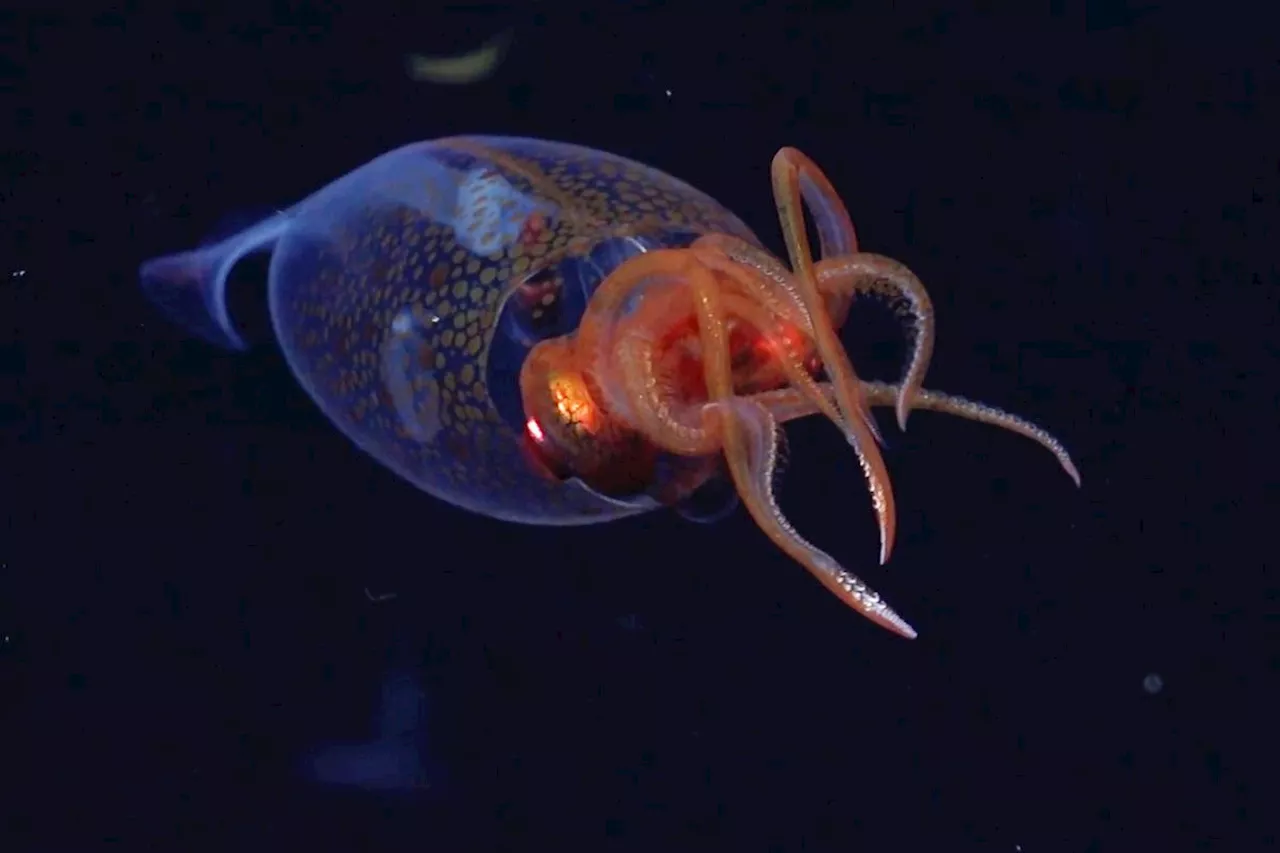 A colossal squid is caught on camera for the first time in the deep sea
