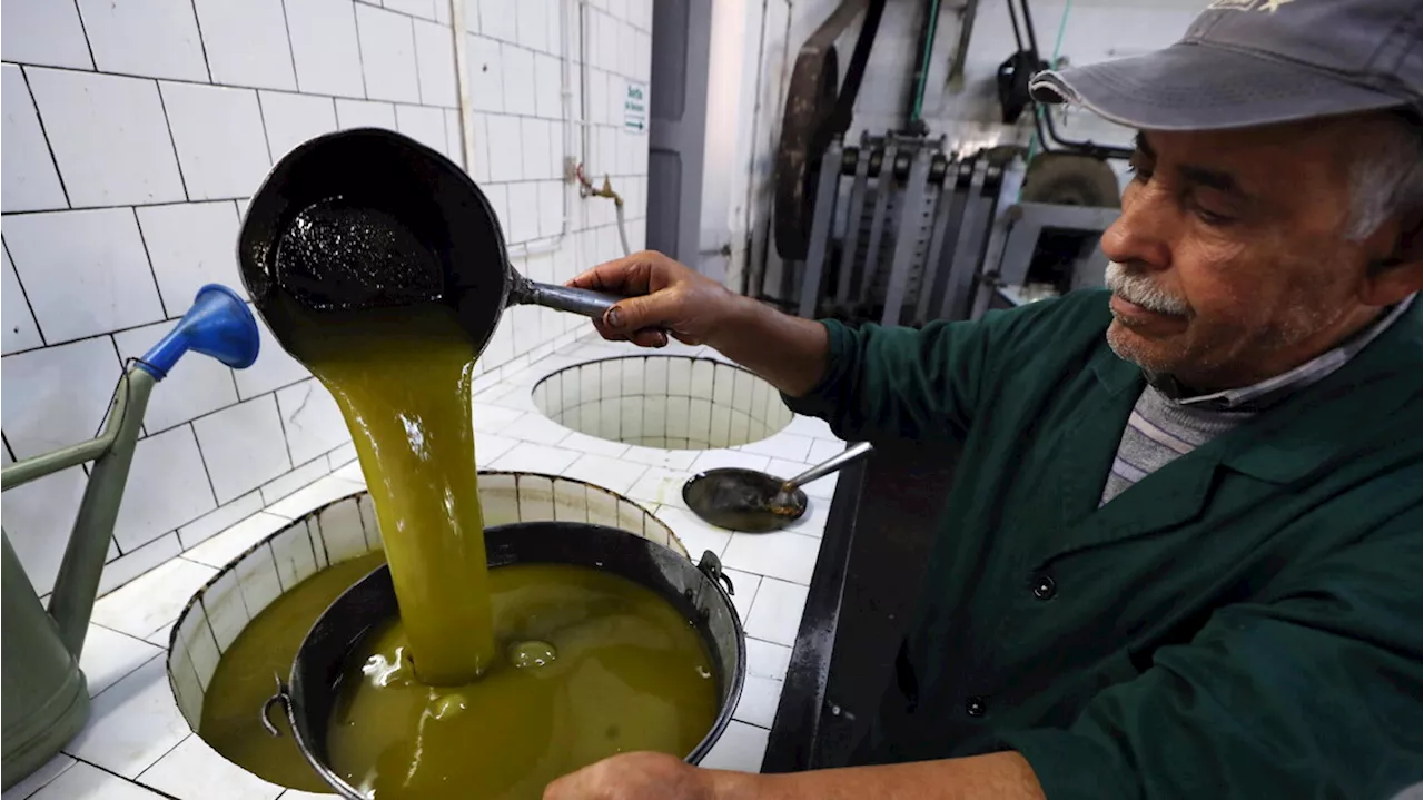 Tunisia, continuano a calare i ricavi dell'export dell'olio d'oliva