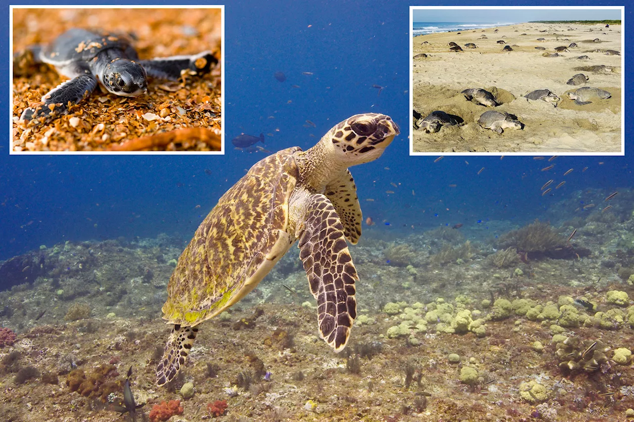Endangered sea turtle populations show signs of recovery in more than half the world, survey finds