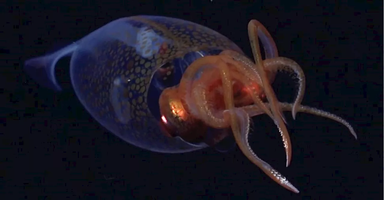 Il calamaro colossale Mesonychoteuthis hamiltoni: ripreso per la prima volta negli abissi