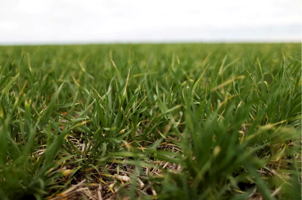 Indonesia will cooperate with Jordan to grow wheat at home