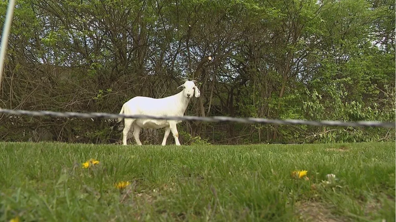 Columbus introduces goat grazing to combat invasive plants at Antrim Park